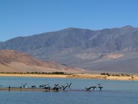 Птицы на озере Баян-нур